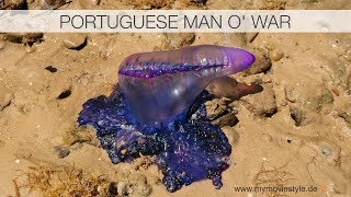 PORTUGUESE MAN OF WAR – MAN O WAR – JELLYFISH [upl. by Ludba]