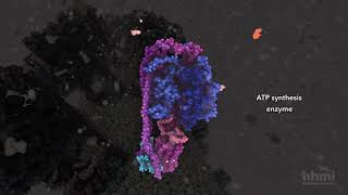 ATP Synthesis  HHMI BioInteractive Video [upl. by Deys]