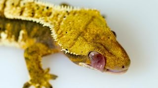 SLOW MOTION Crested Geckos Licking Their Eyes IN HD [upl. by Elahcim]