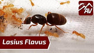 LASIUS FLAVUS YELLOW MEADOW ANTS Ant Colony Update [upl. by Leann576]