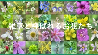 雑草と呼ばれるお花たち可愛いお花のご紹介）（ナレーション 林カオリ） [upl. by Akel]