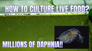 How to Culture Daphnia Secret Method to Breed MILLIONS  Simply Aquatic [upl. by Manville]