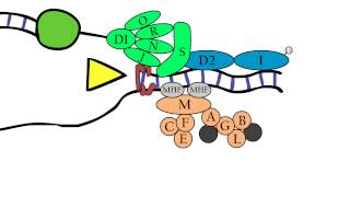 Fanconi Anemia  Molecular aspects [upl. by Otsedom756]