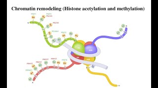 Lecture 9 Histone methylation [upl. by Tollman]