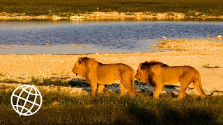 Etosha National Park Namibia Amazing Places 4K [upl. by Eglanteen]