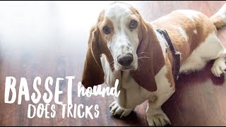 Basset Hound doing Tricks [upl. by Nnayllek]