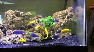 Pseudotropheus musli quotaceiquot and Labidochromis caeruleus eating kale [upl. by Creigh]