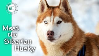 Meet the Siberian Husky [upl. by Orsa]