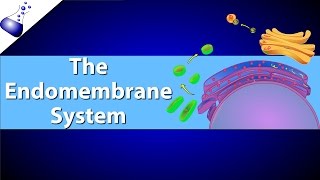 The Endomembrane System [upl. by Hallett]