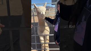 Family road trip animals furry alpaca [upl. by Abert282]