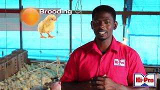 Raising Broiler chicks Setup and brooding area [upl. by Adnov]