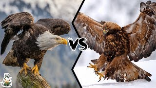 BALD EAGLE VS GOLDEN EAGLE  Which is more powerfull [upl. by Leiruh]