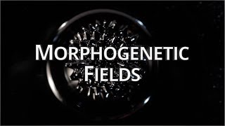 What Are Morphogenetic Fields  Quantum University [upl. by Millman]