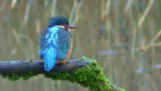 The Kingfisher and its call [upl. by Rora]