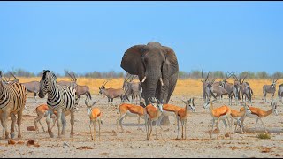 East to West across Etosha National Park Namibia [upl. by Nollek]