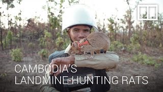 Cambodias hero rats hunt landmines and save thousands of lives [upl. by Ozmo428]