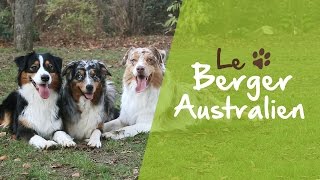 Le Berger Australien [upl. by Virgin]