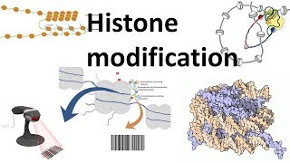 Histone modifications Introduction [upl. by Eiramasil]