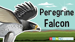 Peregrine Falcon [upl. by Dohsar922]