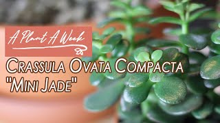 Crassula ovata compacta quotMini Jadequot Care  A Plant A Week [upl. by Aiht]