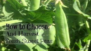 How to Harvest Fresh Sweet Peas [upl. by Aihsital557]