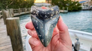 Giant Megalodon Shark Tooth Found in the Ocean Scuba Diving [upl. by Elaine]