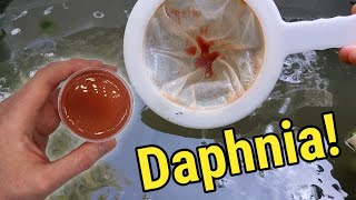 How I Culture Daphnia In Outdoor Tubs [upl. by Essiralc]