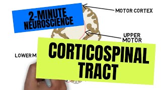 2Minute Neuroscience Corticospinal Tract [upl. by Notgnihsaw]