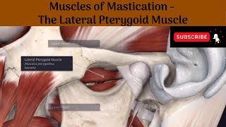 Lateral Pterygoid muscle  Origin  Insertion  Nerve Supply  Actions  Relations [upl. by Rillis]