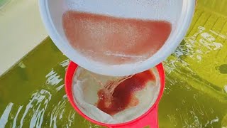 How to culture daphnia  Daphnia culture  How to grow daphnia outdoor [upl. by Rollin819]