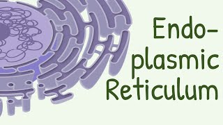 Endoplasmic Reticulum Structure amp Functions [upl. by Day]