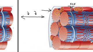 Sarcoplasmic Reticulum and T Tubules [upl. by Nahshon]