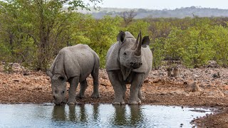 Chapter 1Ongava Lodge Namibia [upl. by Woodford]