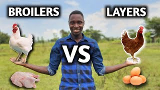 Layers vs Broilers  Which is More Profitable [upl. by Annoya400]