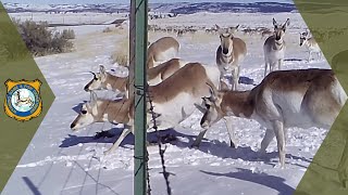 Wyoming Pronghorn  Trail Cam Video [upl. by Pohsib684]