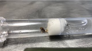 Lasius Flavus care guide how to keep Lasius Flavus ants as pets [upl. by Llesirg]