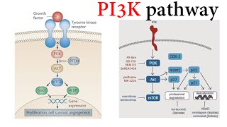 Pi3k Pathway [upl. by Nairad]