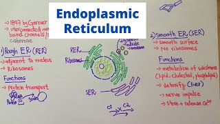 Structure and Function of Endoplasmic Reticulum [upl. by Hpsoj]