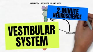 2Minute Neuroscience Vestibular System [upl. by Lichter]