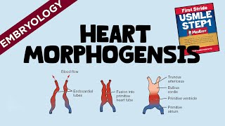 Heart Morphogenesis │ USMLE Step1 [upl. by Courtenay]