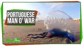 Portuguese Man o War An Organism Made of Organisms [upl. by Fayola]