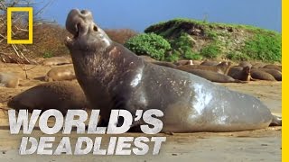 Elephant Seal vs Elephant Seal  Worlds Deadliest [upl. by Ppilihp198]