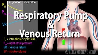 How Respiratory Pump Affects Venous Return Animation [upl. by Cheri]