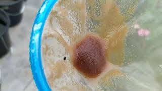 How to culture daphnia moina in a small container Part 1 English Subtitle [upl. by Otis937]