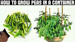 How To Grow Peas in Containers  SEED TO HARVEST [upl. by Dud]