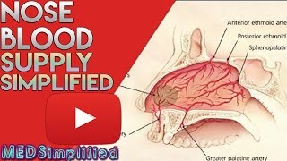 Nose Anatomy Nasal Blood Supply [upl. by Esinev82]