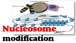 Nucleosome modification [upl. by Ianej376]