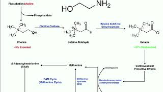 Lipid Biosynthesis  Phospholipid Synthesis 1 Inositols amp Glycerols [upl. by Budd631]