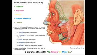 The Facial Nerve CN VII  Structure Function amp Major Branches [upl. by Janey873]