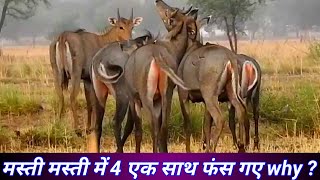 Nilgai ki excited Masti nilgaimasti [upl. by Ainevuol]